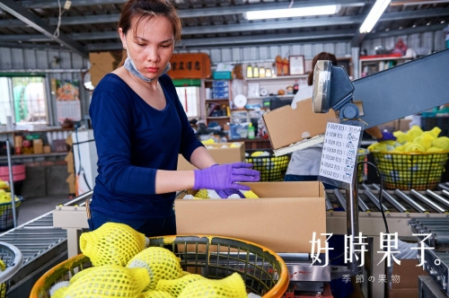 買千已折百【好時果子】外銷大A果 鳳梨釋迦5斤禮盒 生產履歷 *免運